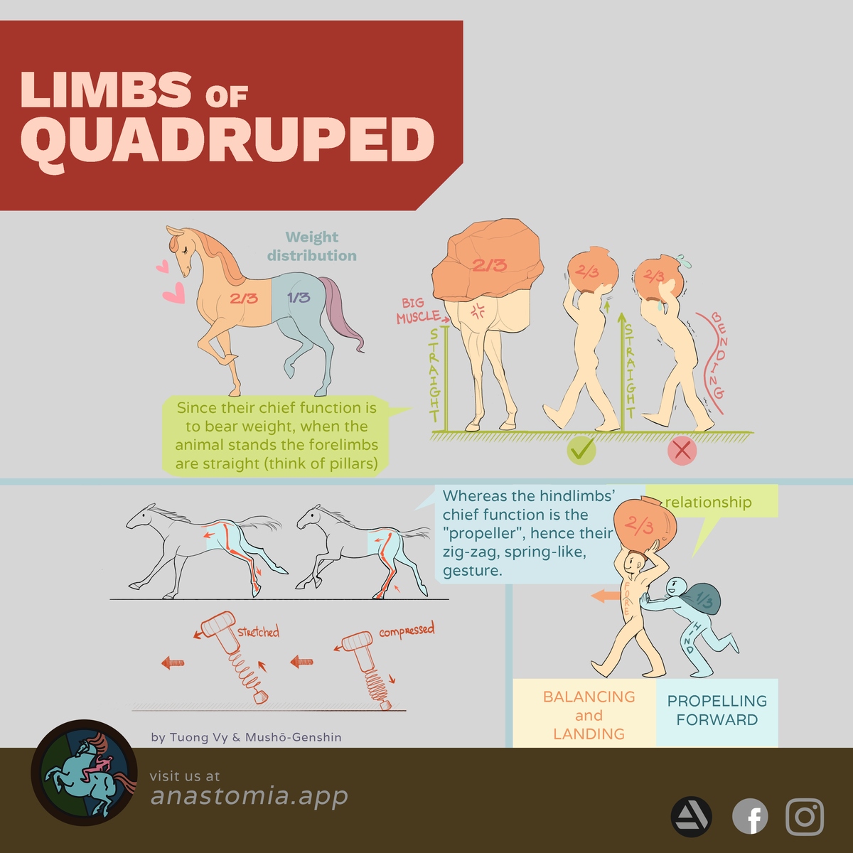 k001-limbs-chief-function