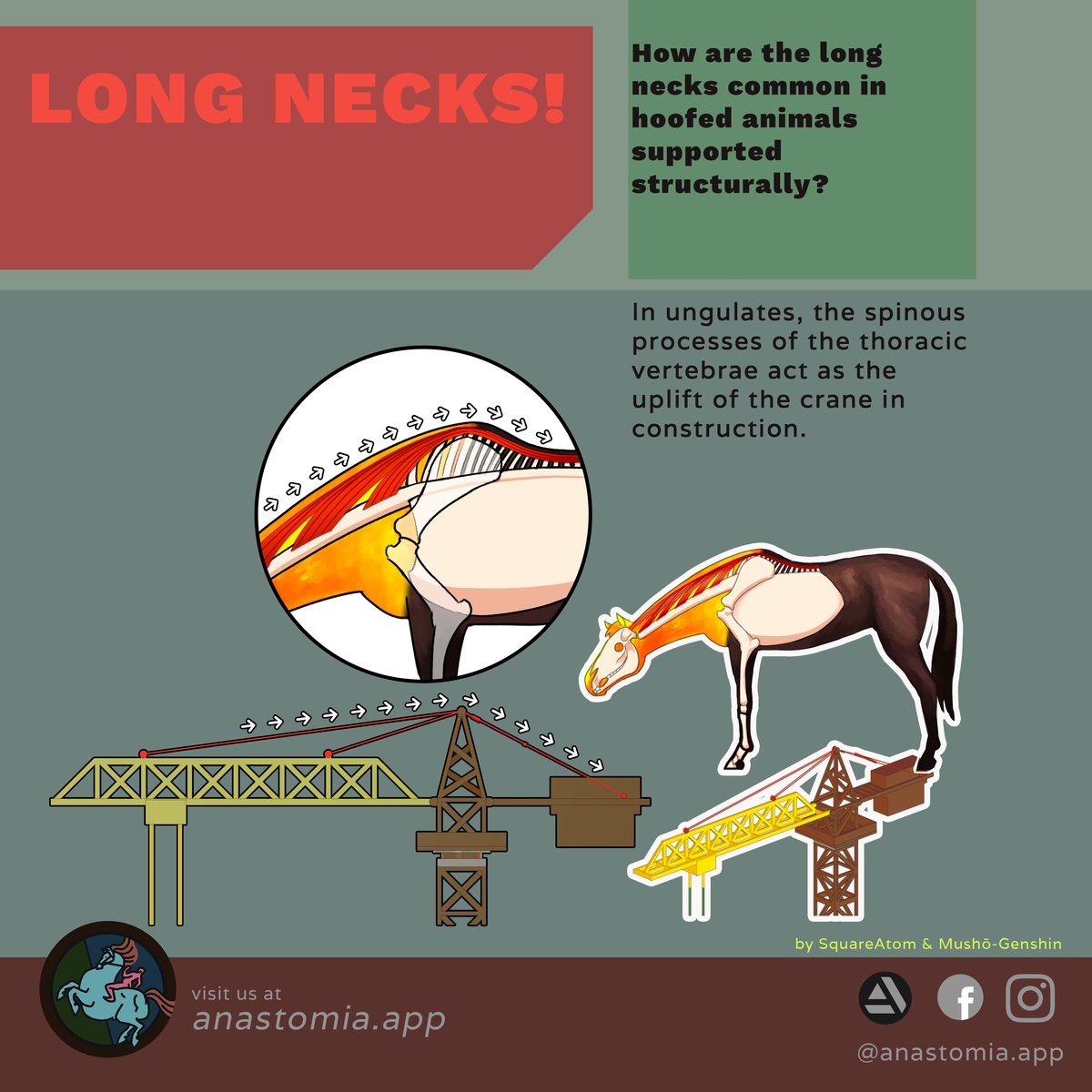 k004-spinous-process-nuchal-crane