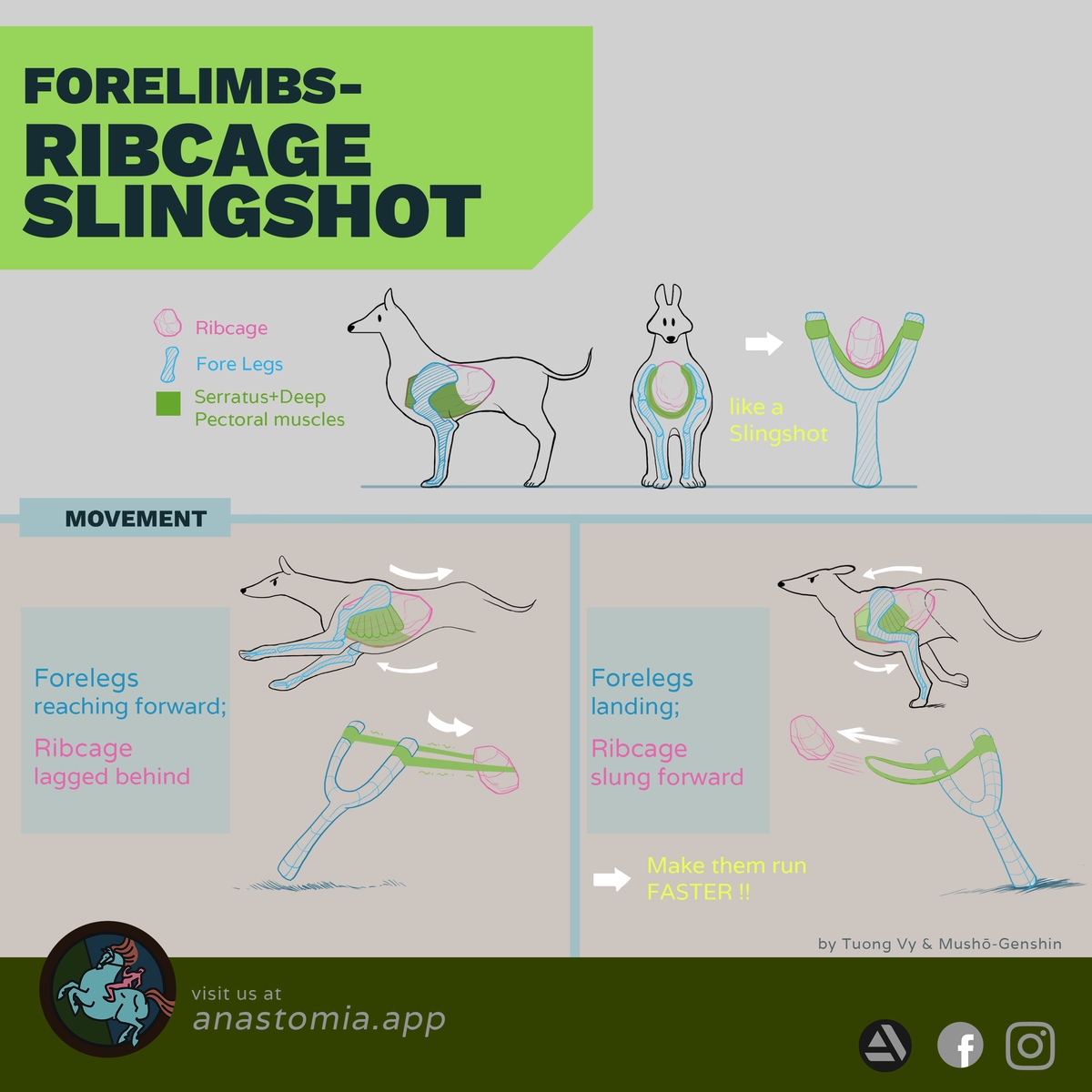 k006-forelimbs-ribcage-slingshot