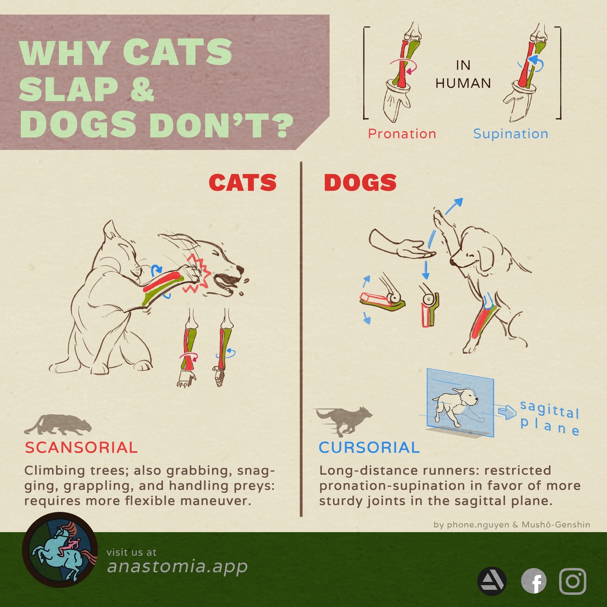 s005-cat-slap-vs-dog